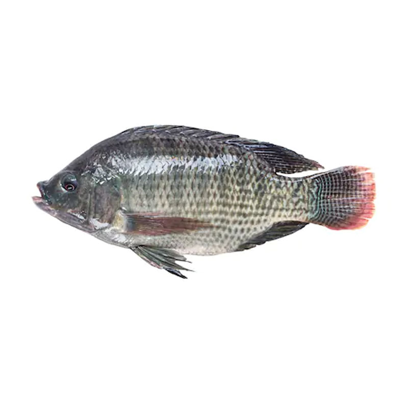 Tilapia Whole Fish (1200-1300gm)