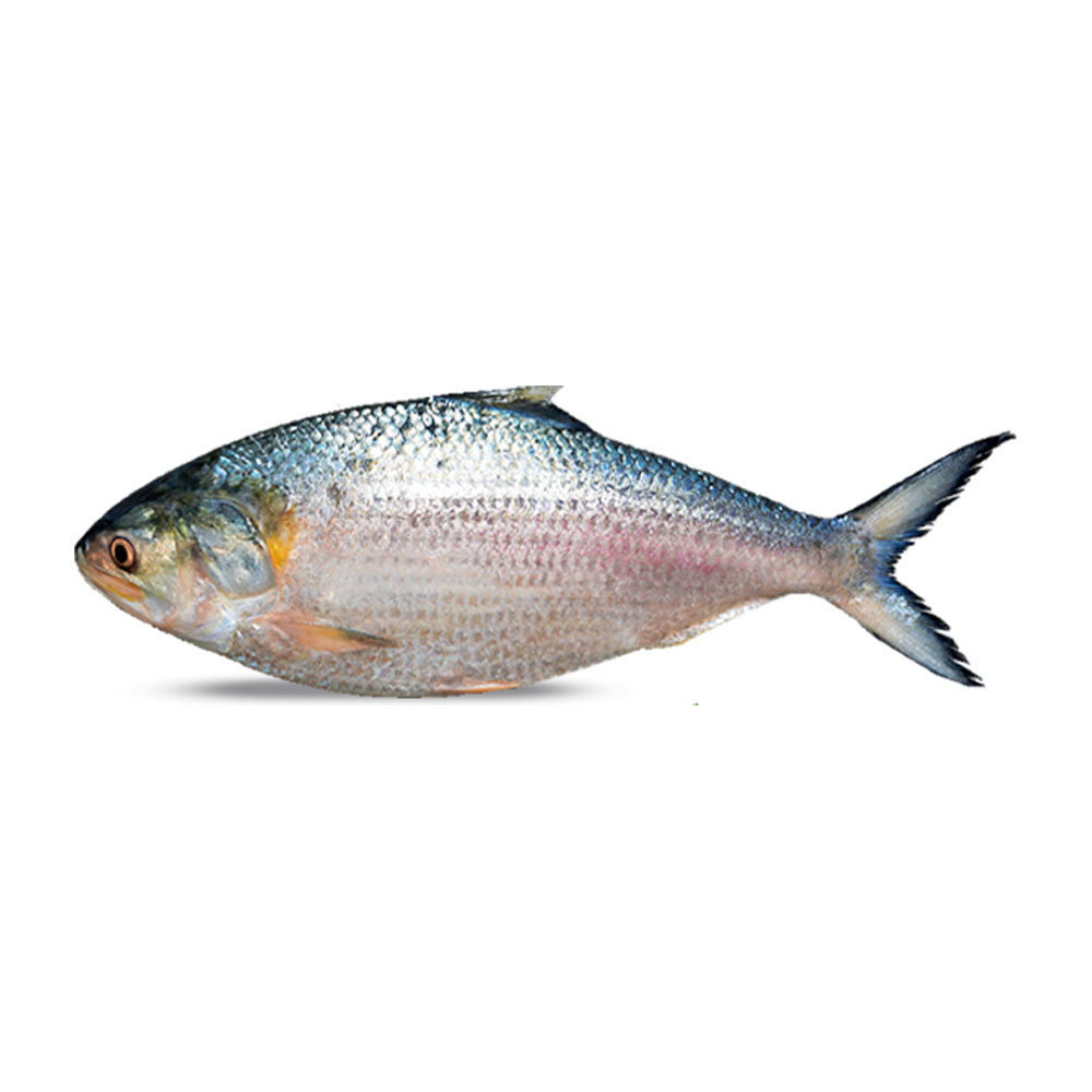 Hilsha Fish Whole (Bangladesh) 1100~1200gm