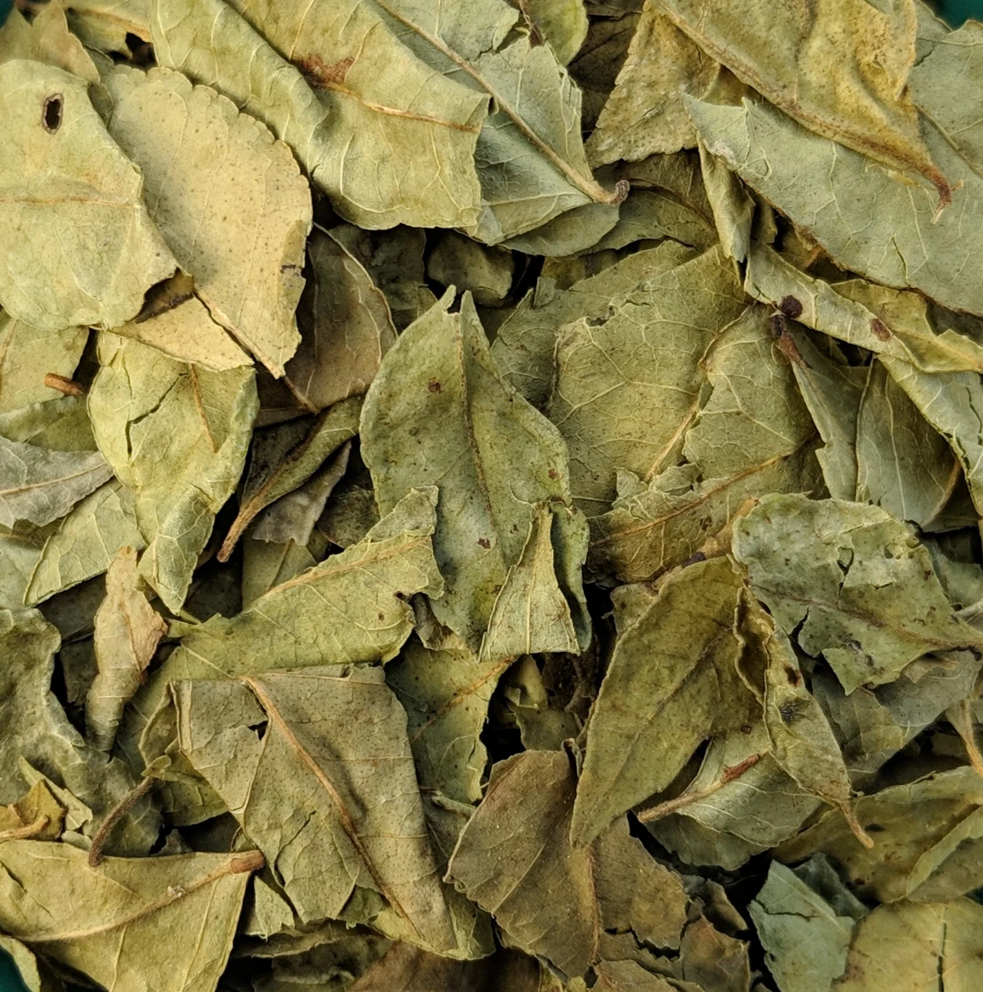 DAUN KUNYIT/ Turmeric Leaves (Dried)
