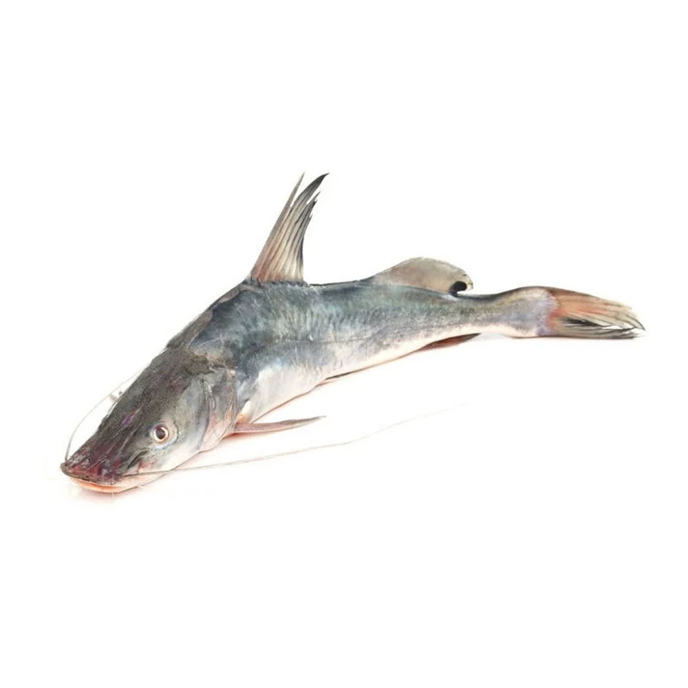 Ikan:: Baung / River Catfish / Ayre