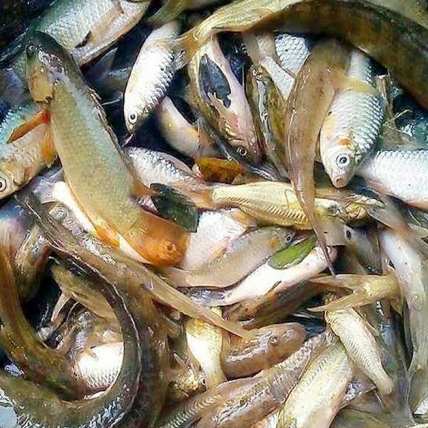 Mixed Fishes 2X250gm