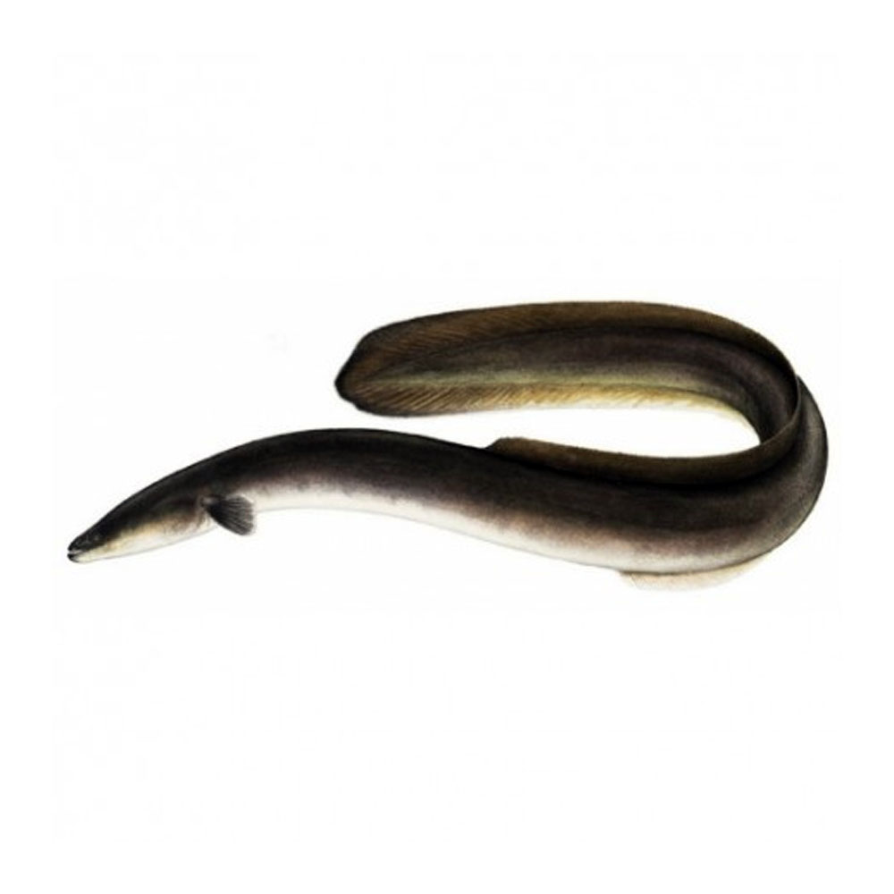 Baim Skinless (Long) Eel