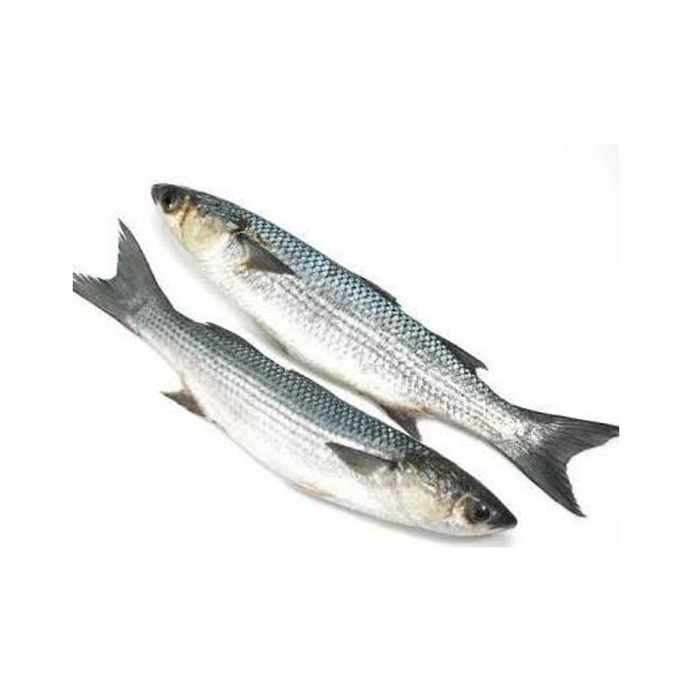 Bata Fish