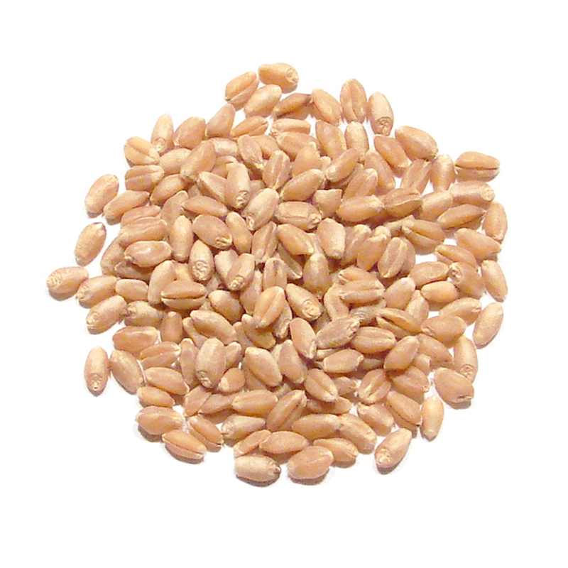 Wheat (Whole)