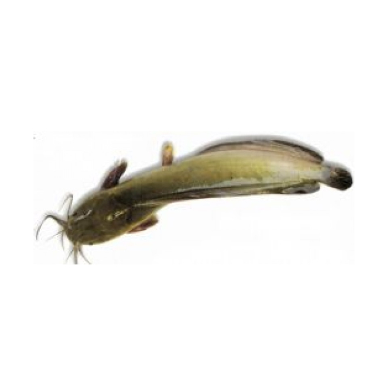 Ikan:: Lele CUT (Hybrid- Thailand)