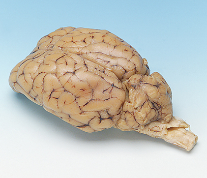 Lamb Brain (Australia) Price Variable:: Depending On Weight:: 1200gm ~1700gm